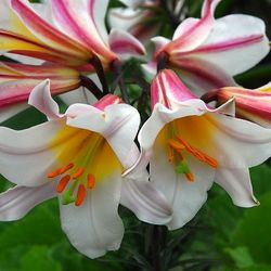 Lilium 'Regale', Lily 'Regale', Regal Lily, King's Lily, Royal Lily, Summer Bulb, White Lilies, Fragrant Lilies, Trumpet Lilies, Lily Flower,  Lily Flowers